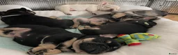 French Bulldog dogs for sale: Beautiful tiny wrinkles French Bulldogs for sale - Advert 6