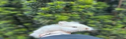 Mixed Breed rabbits for sale: x3 stunning bucks- Xbreed. - Advert 1