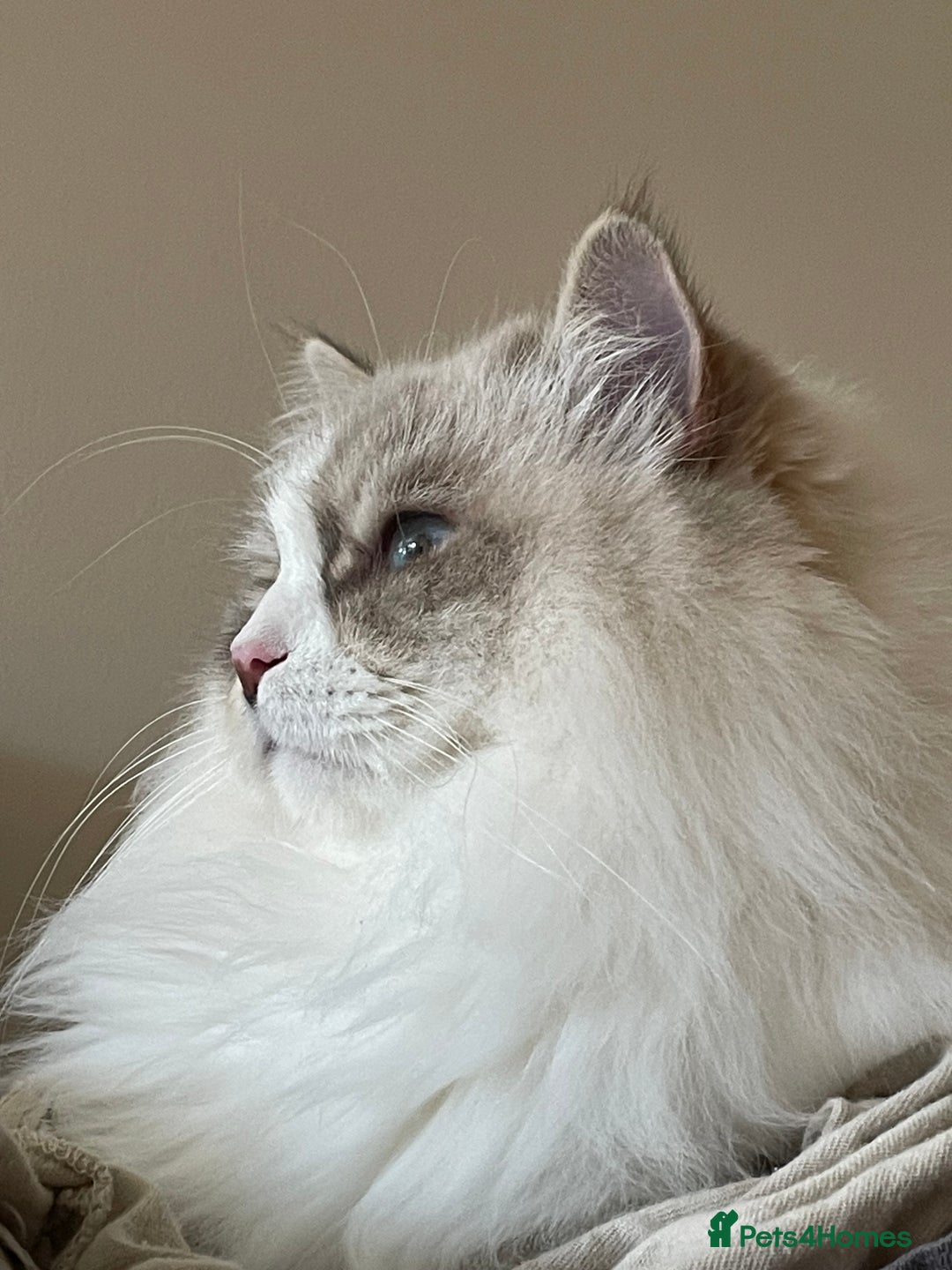 Siberian cats for sale: “Cat share” 3 GCCF Neva Masquerade Siberian cats  - Advert 16