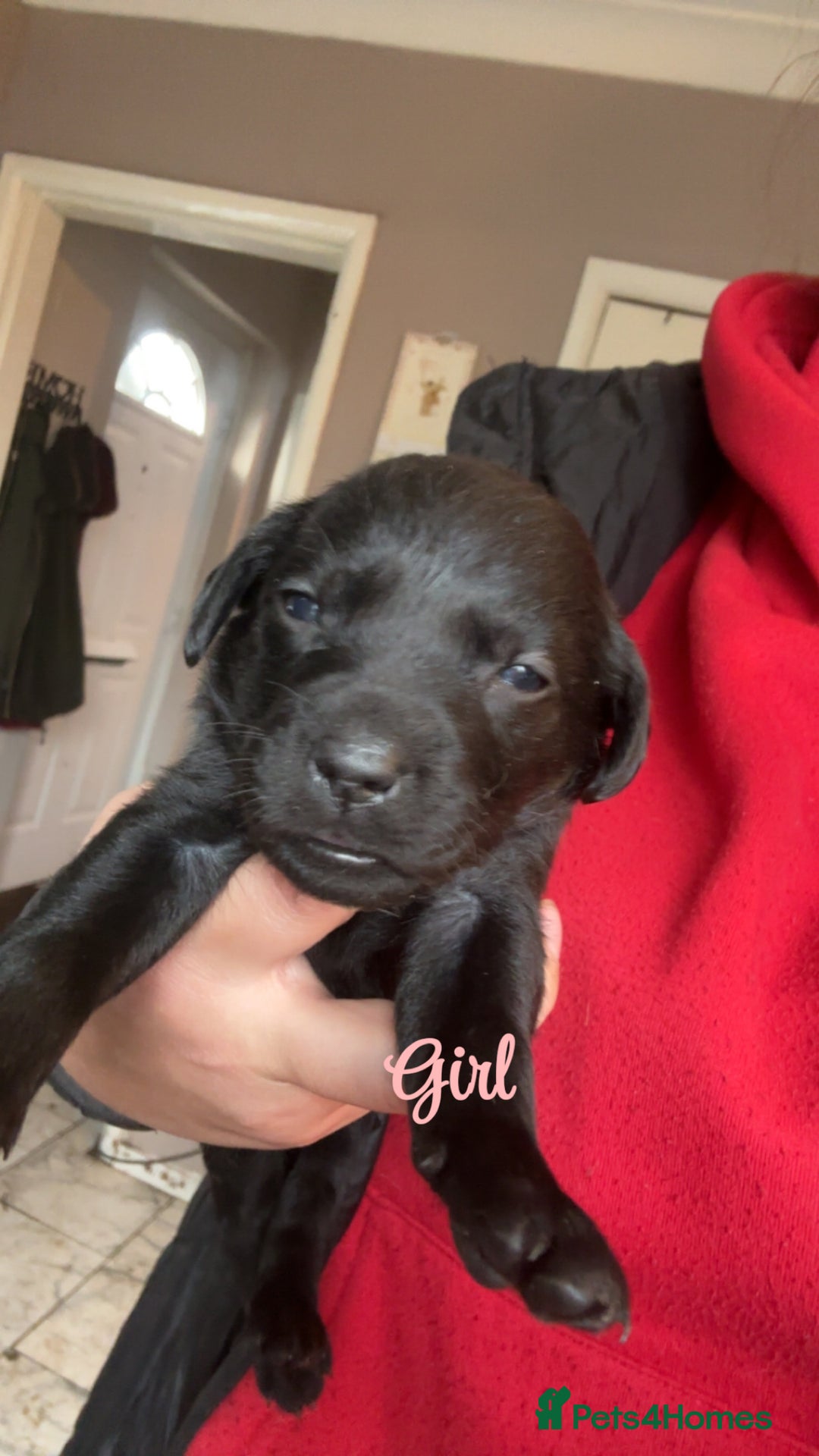 Labrador Retriever dogs for sale: Kc Labrador Puppies - Advert 10