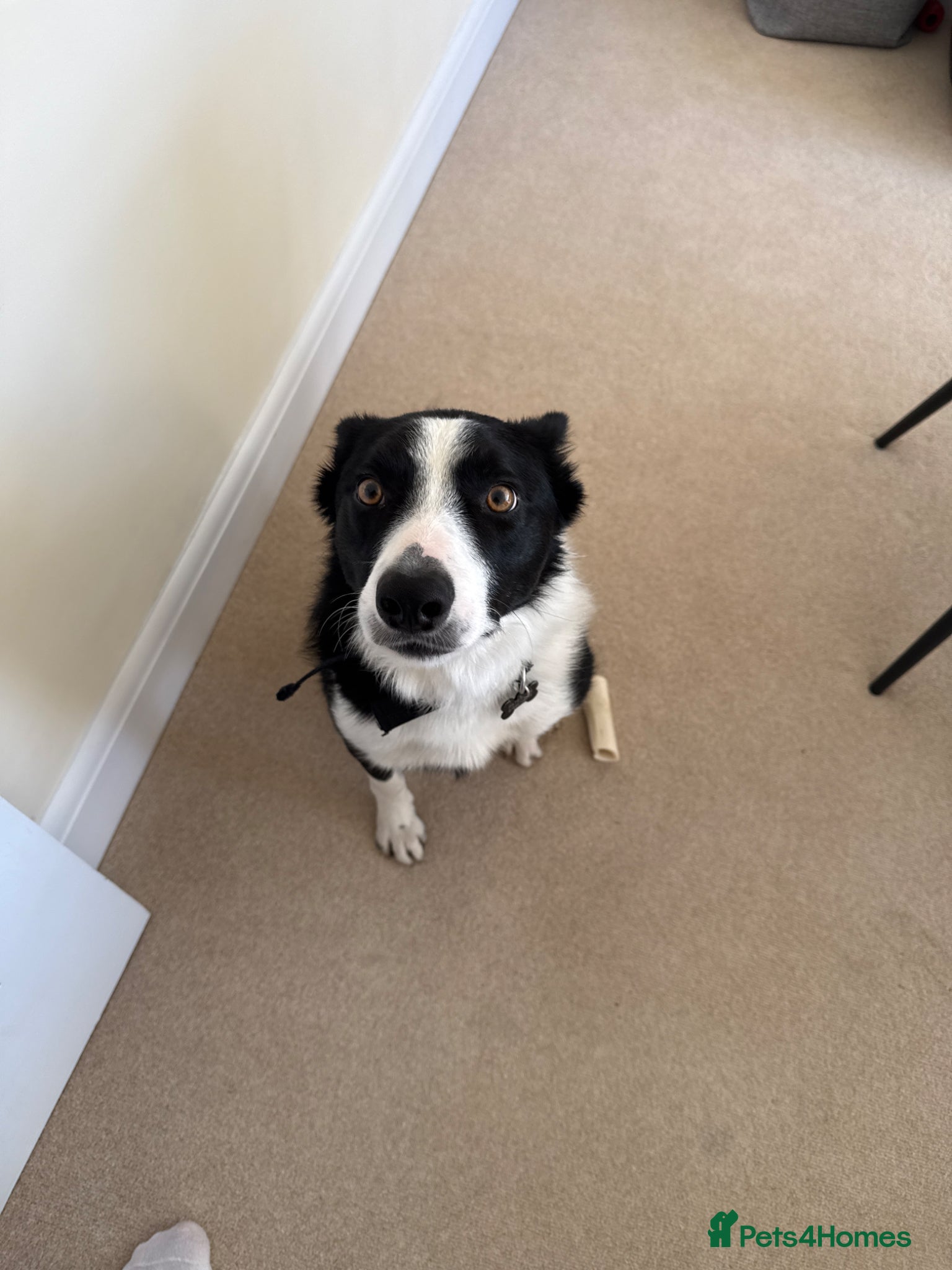 Border Collie dogs 1.5 year old Border collie  - Advert 8