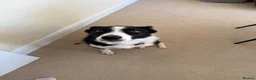 Border Collie dogs for sale: 1.5 year old Border collie  - Advert 1