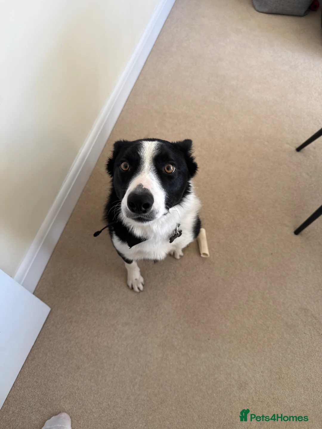 Border Collie dogs for sale: 1.5 year old Border collie  - Advert 1