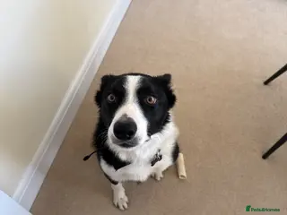 Border Collie dogs 1.5 year old Border collie - Advert 1