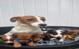 Jack Russell dogs for sale: Jack RussellxMini Dachshund ready to leave NOW 🏠 - Image 16