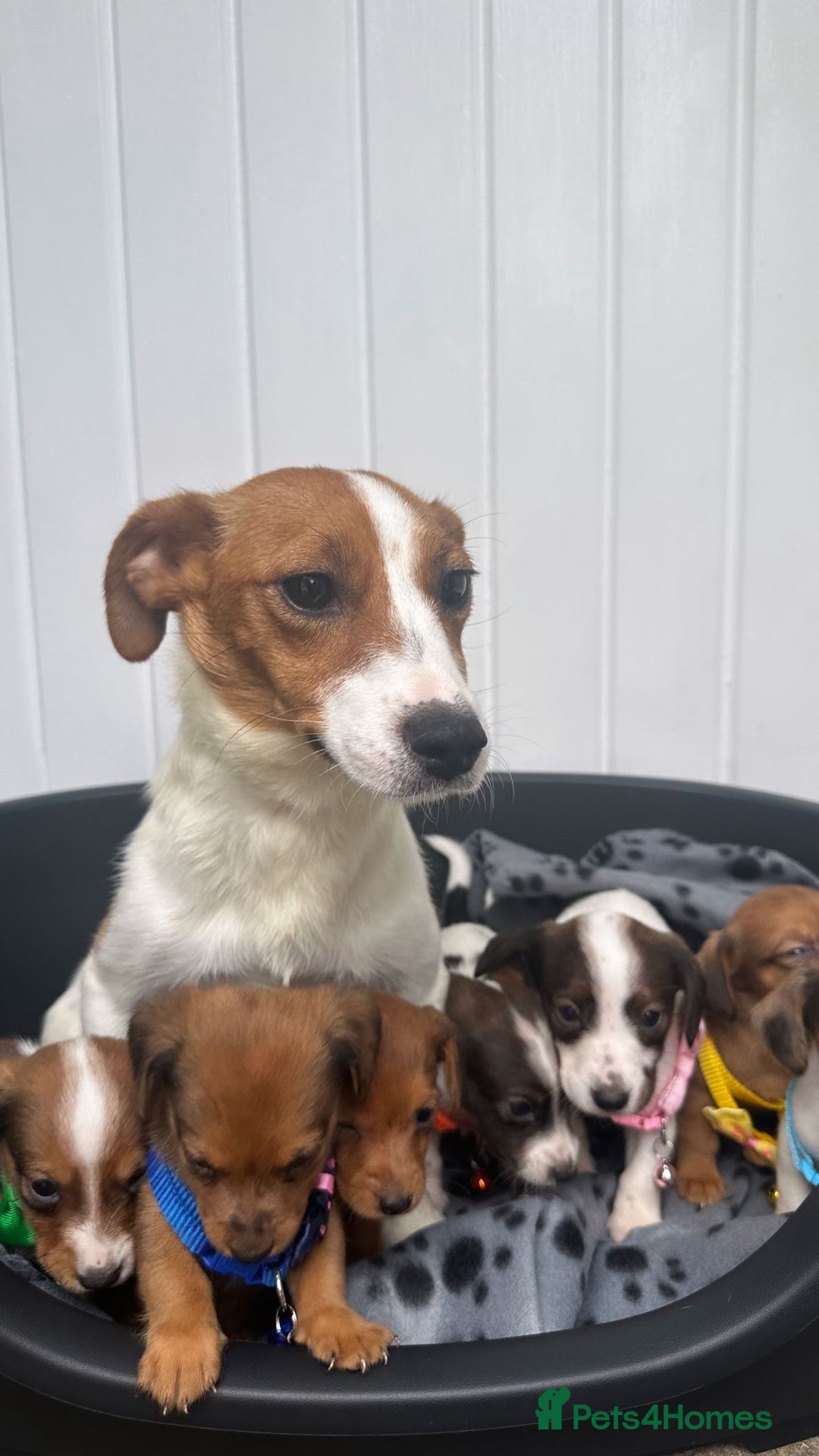 Jack Russell dogs for sale: Jack RussellxMini Dachshund ready to leave NOW 🏠 - Image 16