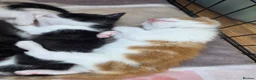 Mixed Breed cats for sale: 🐱 Cute Kittens for Sale 🐾  - Advert 17