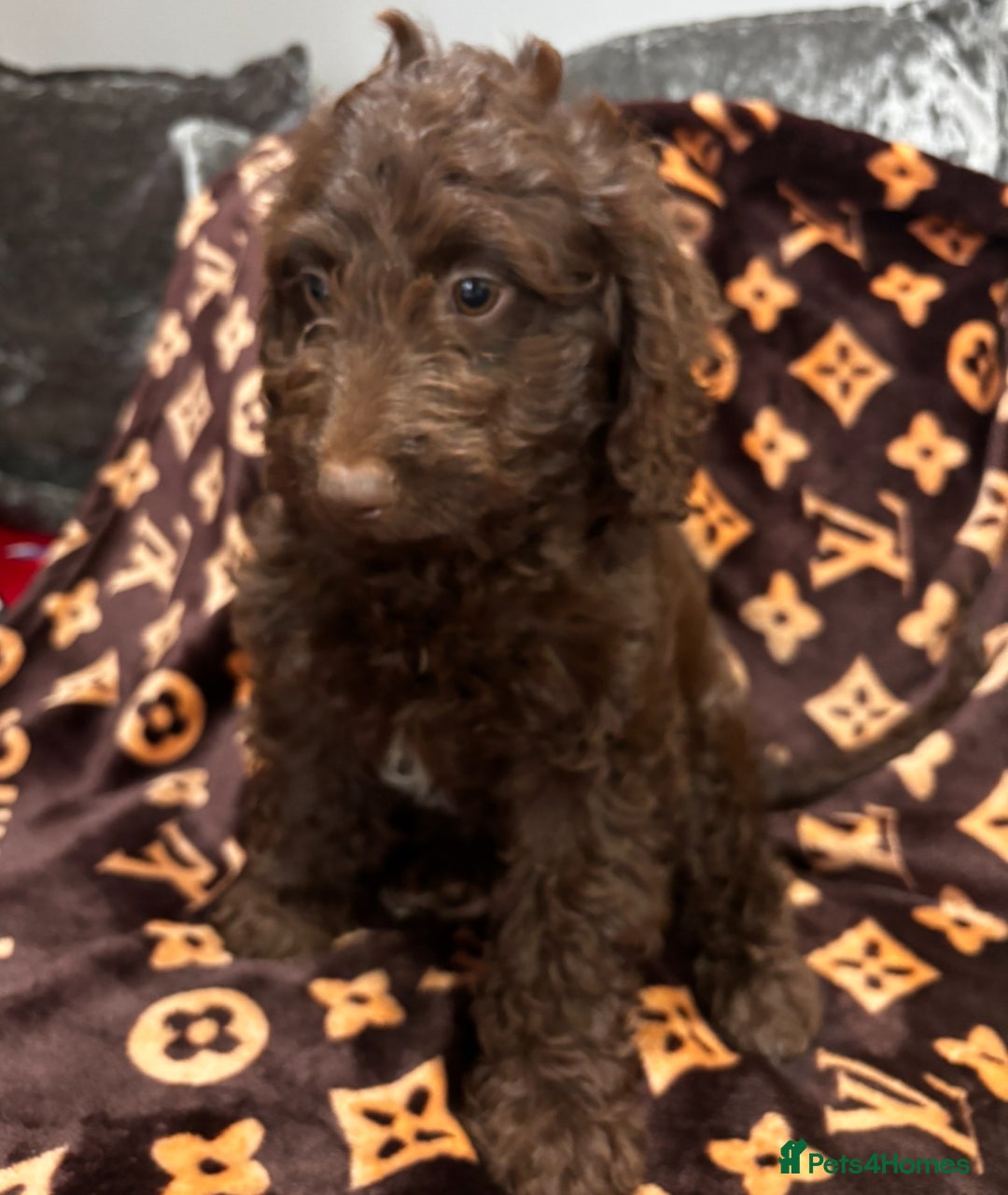 Cockapoo dogs for sale: Gorgeous litter of cockapoo puppies  - Advert 10