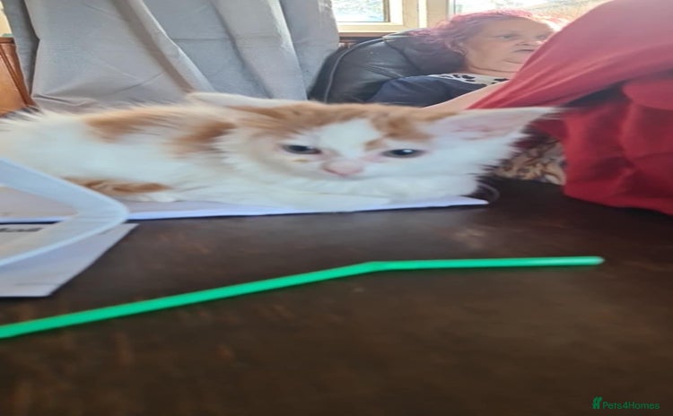 Mixed Breed cats - Advert 10