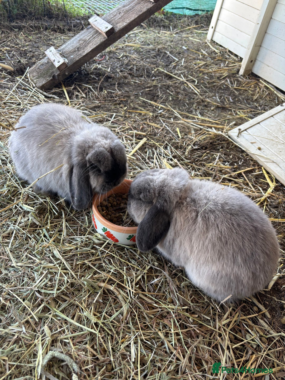 Mini Lop rabbits for sale: 3 male mini lop rabbits  - Advert 4