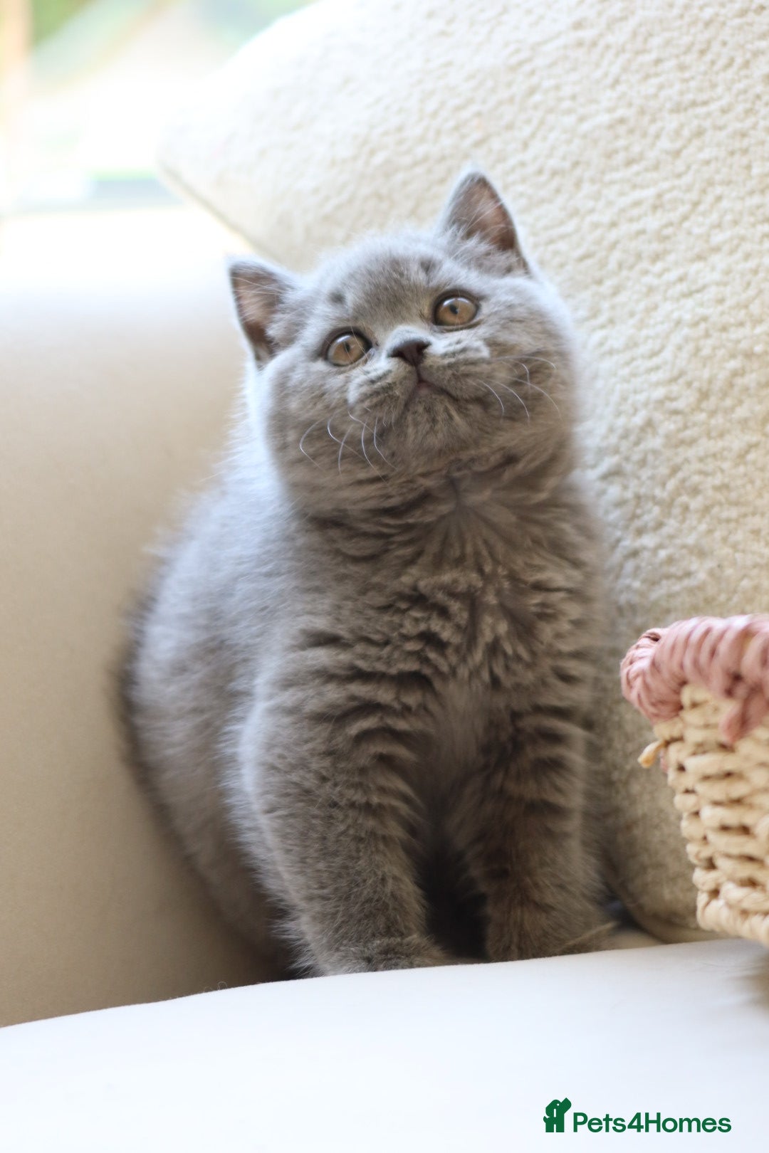 British Shorthair cats Beautiful Blue Girl Kitten - Reg & Licensed - Advert 2