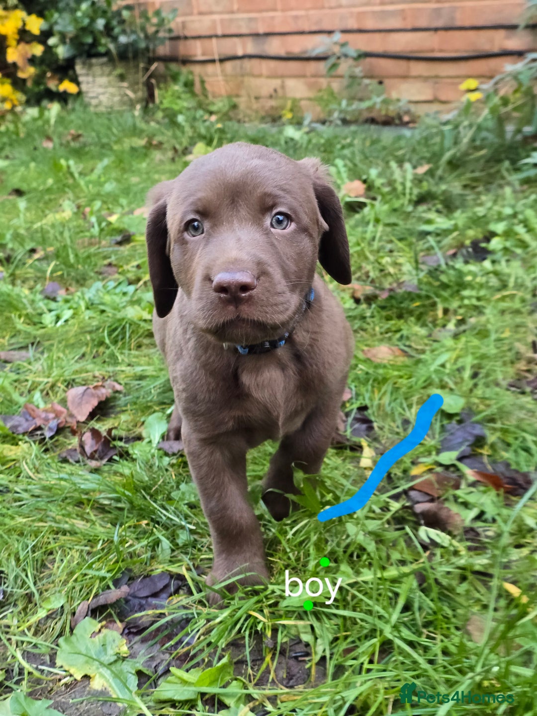 Labrador Retriever dogs for sale: Ready for home 🥰left last boy! - Advert 32