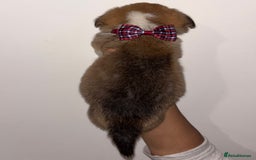 Welsh Corgi Pembroke dogs for sale: Welsh Pembroke corgis  - Image 18