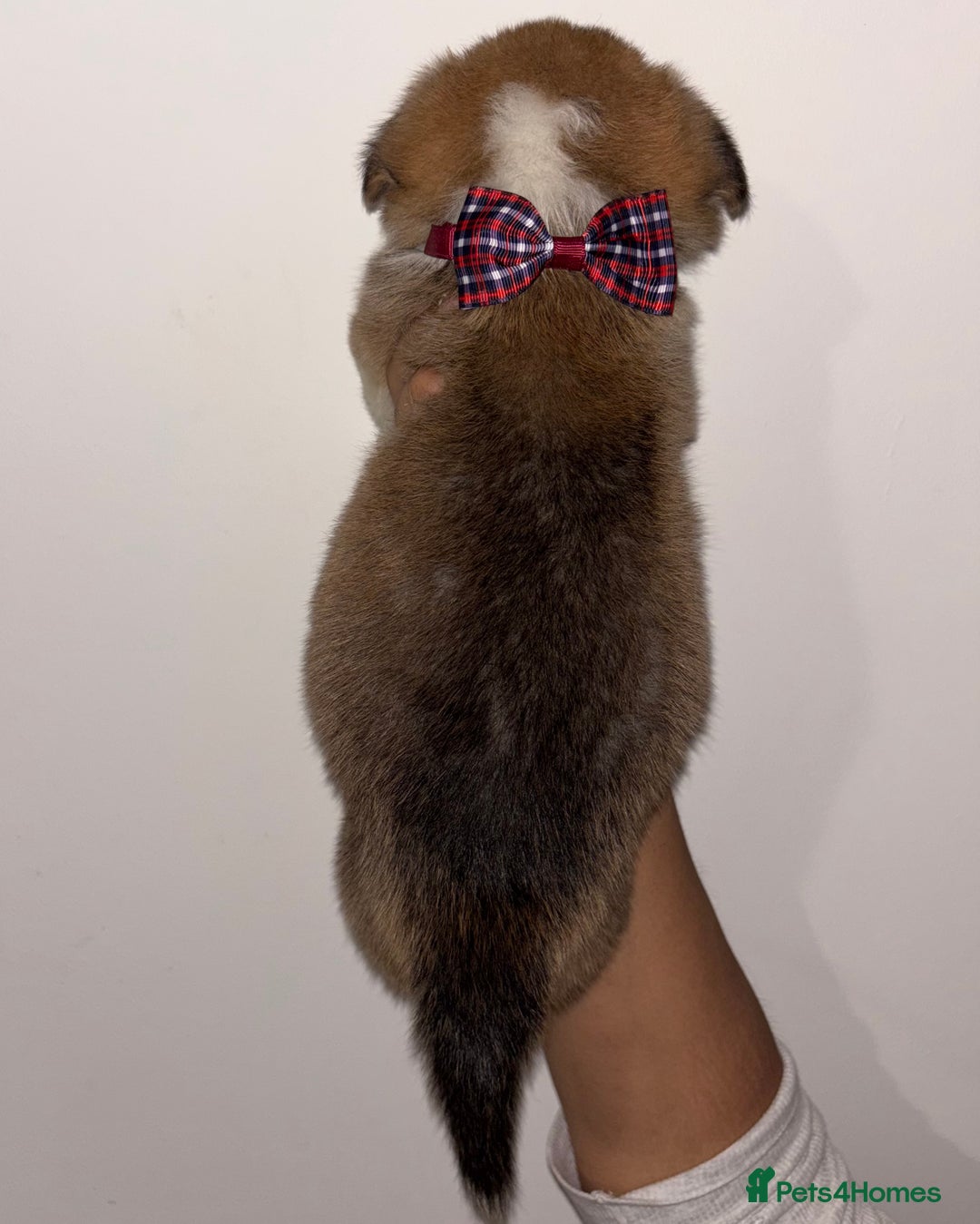 Welsh Corgi Pembroke dogs for sale: Welsh Pembroke corgis  - Image 18