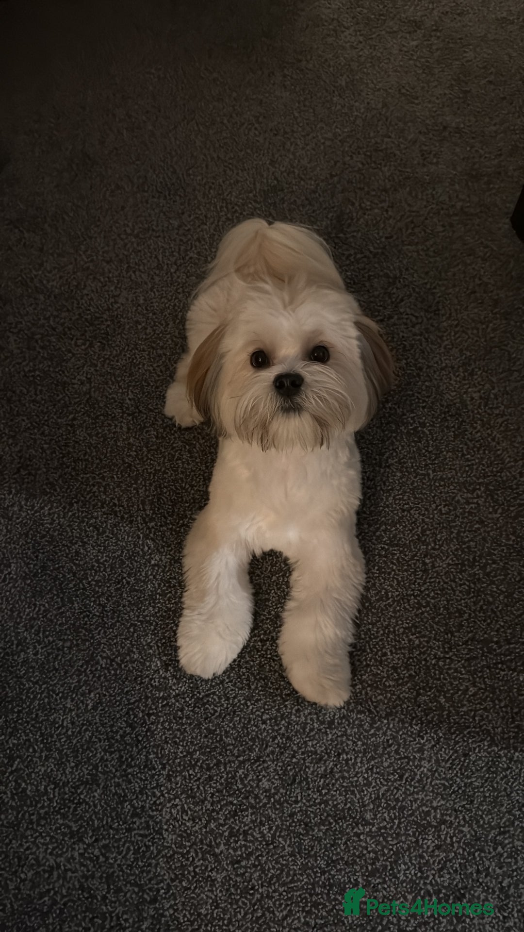 Lhasa Apso dogs for stud: KC Registered Lhasa Apso Stud - Advert 11