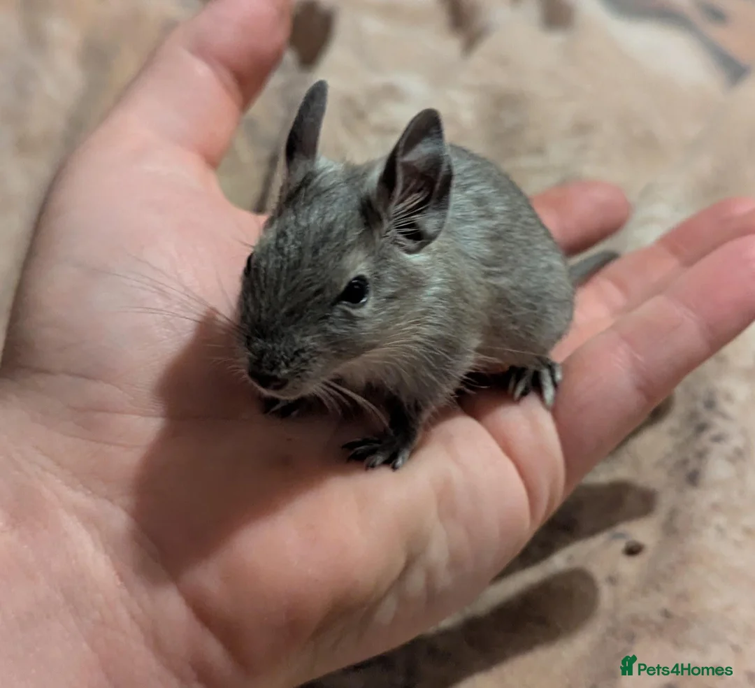 Degus rodents for sale: Two young female degu's  - Advert 1