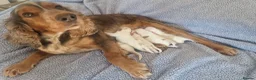Cocker Spaniel dogs for sale: Cocker Spaniel Puppies - Advert 8