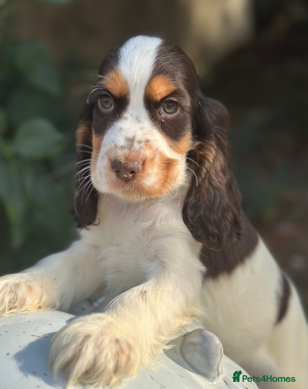 Cocker Spaniel dogs for sale: Stunning show cocker spaniels  - Image 10