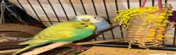 Budgerigars birds for sale: Bonded pair of 8 week old budgies  - Advert 4