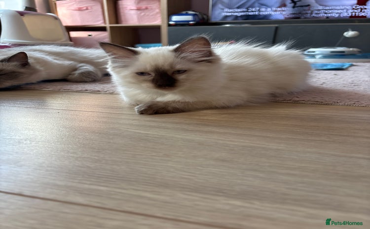 Ragdoll cats - Advert 14