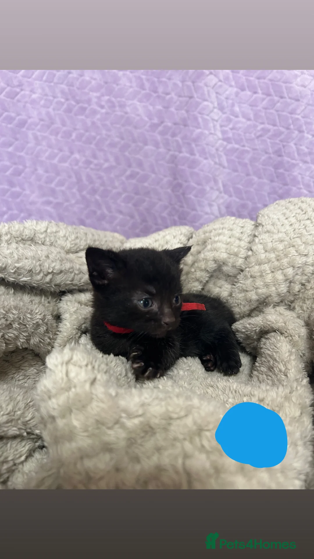 Domestic Shorthair cats for sale: kittens  - Advert 6