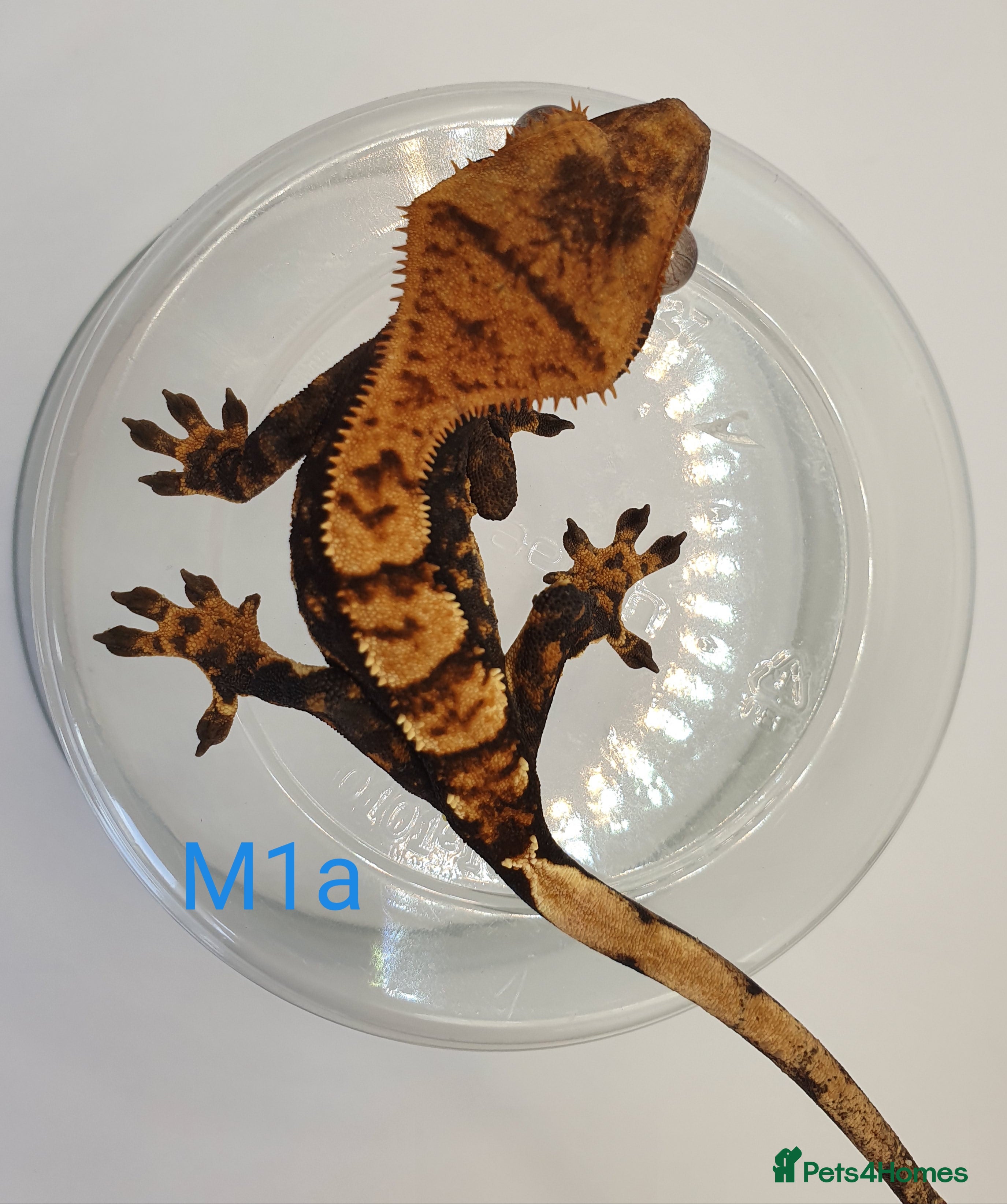 Gecko reptiles Sub adult crested geckos - Advert 18