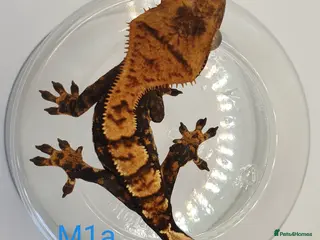 Gecko reptiles Sub adult crested geckos - Advert 18