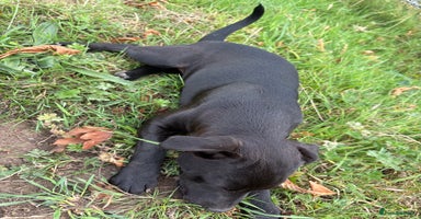 Patterdale Terrier dogs - Advert 12