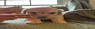 Lemon Female 