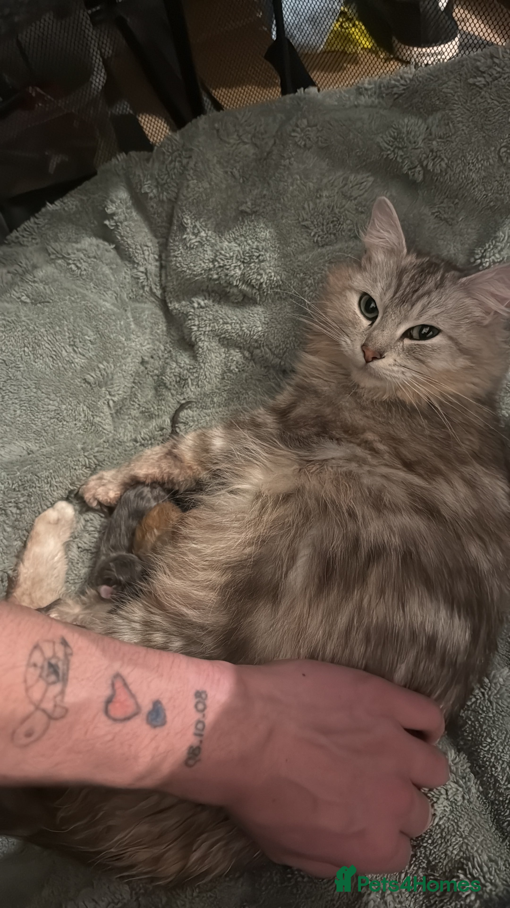 Mixed Breed cats Mainecoon cross kittens 3 boys remaingng  - Advert 2