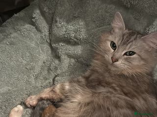 Mixed Breed cats Mainecoon cross kittens 3 boys remaingng - Advert 2