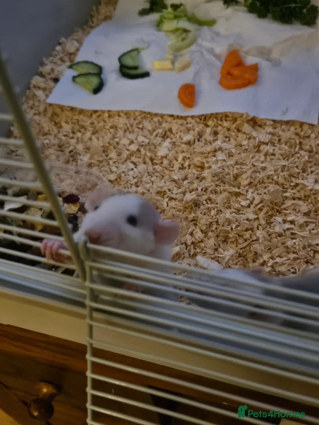 Rat rodents for sale: Rat babies for sale - Advert 8