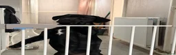 Mixed Breed dogs for sale: Frenchie cross cocker  - Advert 3