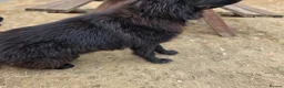 German Shepherd dogs for stud: Stunning Long-Haired Black German Shepherd Stud - Advert 3