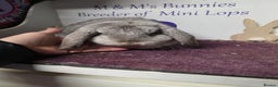 Mini Lop rabbits for sale: Mini Lop Chocolate Chinchilla Doe - Advert 5