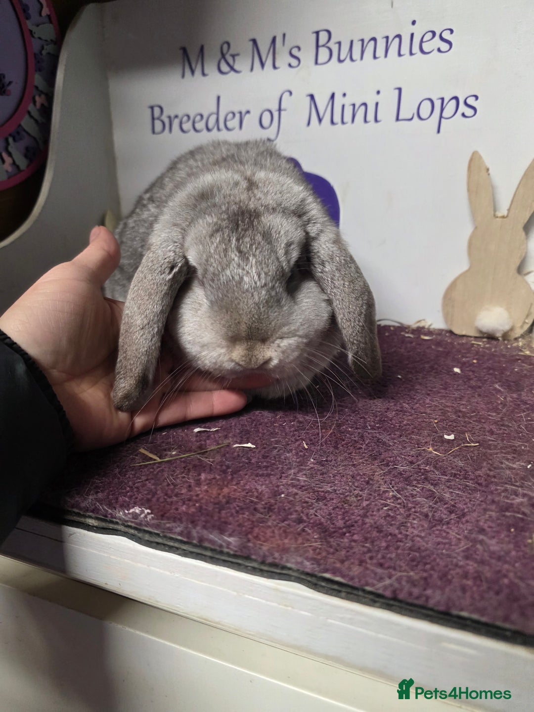 Mini Lop rabbits for sale: Mini Lop Chocolate Chinchilla Doe - Advert 5