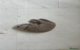 British Shorthair cats for sale: British shorthair kittens - Image 9