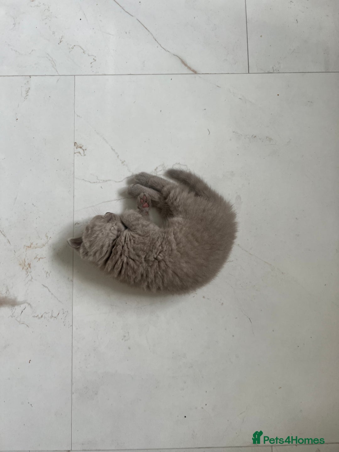 British Shorthair cats for sale: British shorthair kittens - Image 9