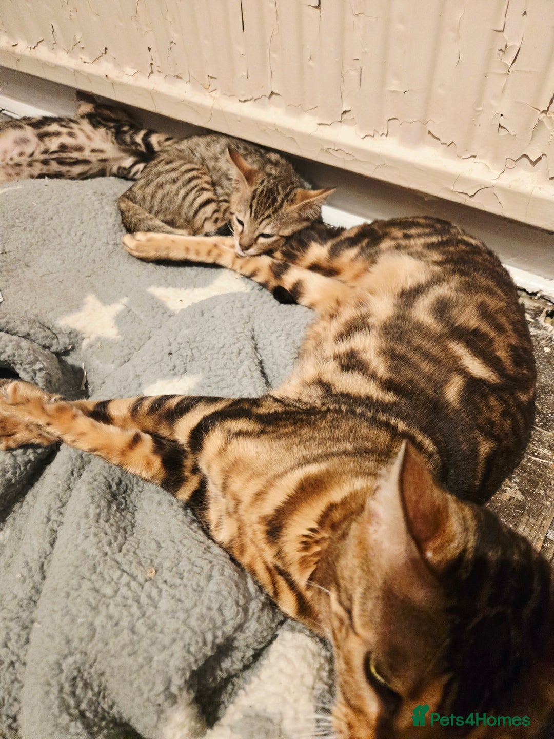 Bengal cats for sale: Two stunning little girls absolutely stunning!!!  - Advert 10