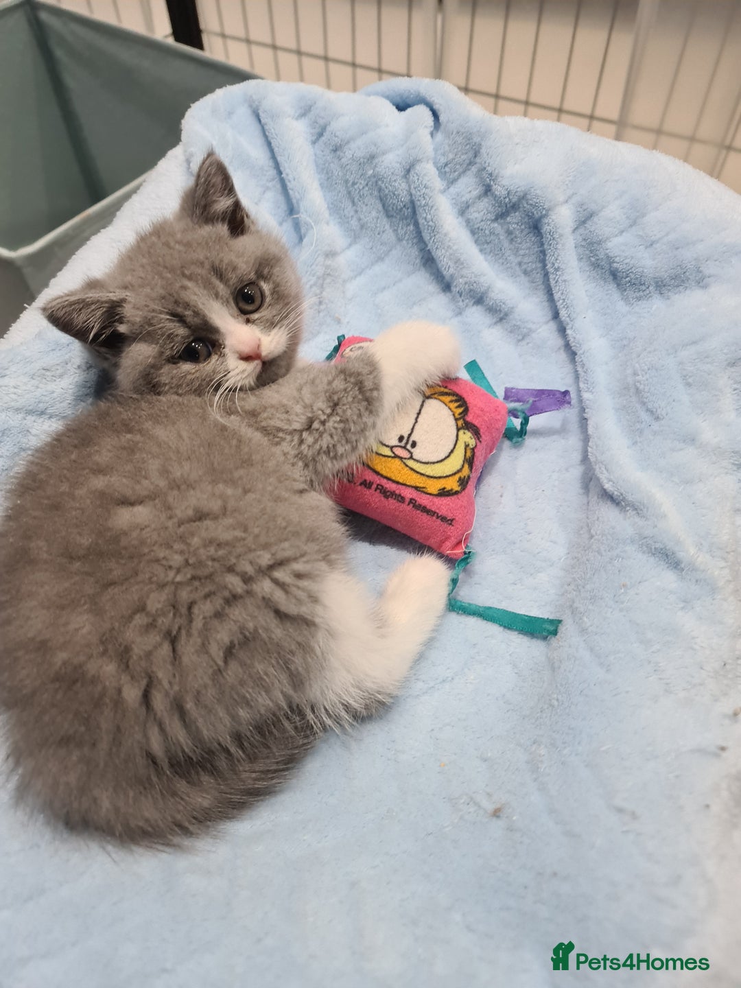 British Shorthair cats for sale: British Shorthair kittens  - Advert 2