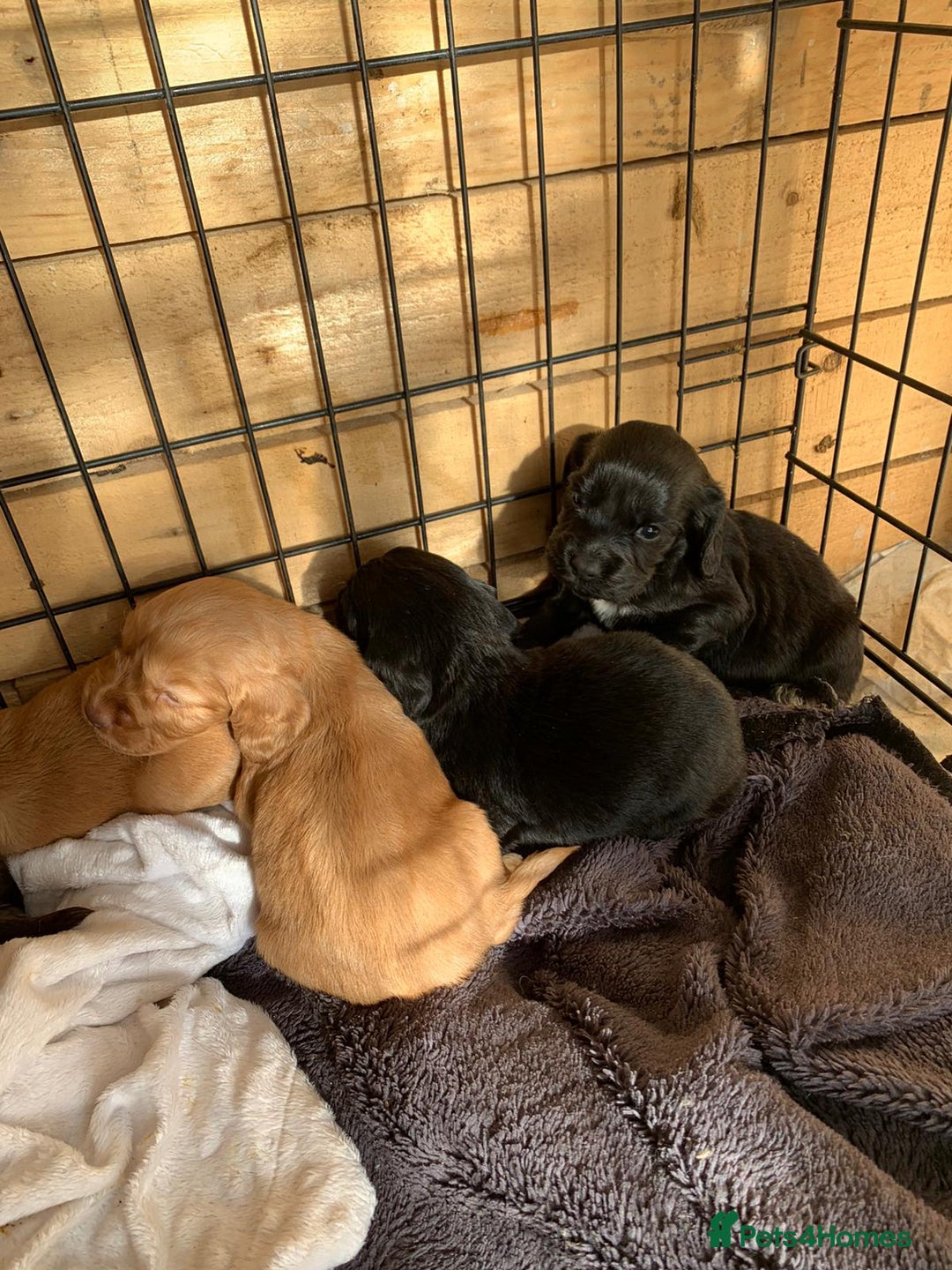Cocker Spaniel dogs for stud: Pedigree stud   in Gloucester - Image 9