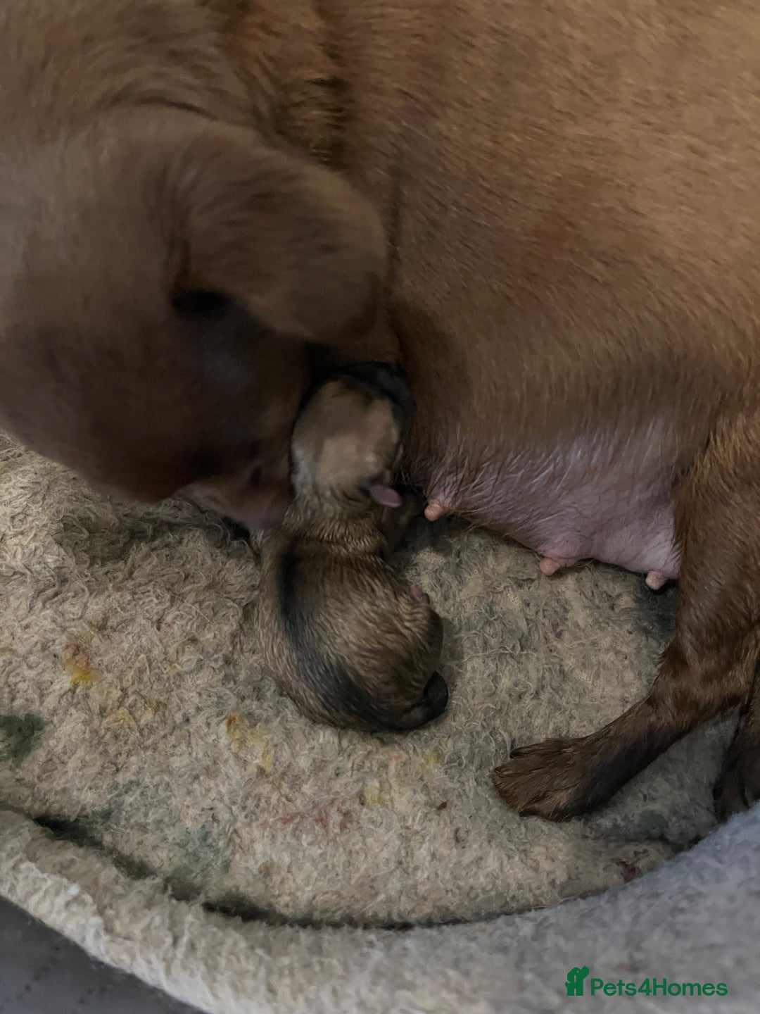 Mixed Breed dogs for sale: Malchi pups available  - Advert 5