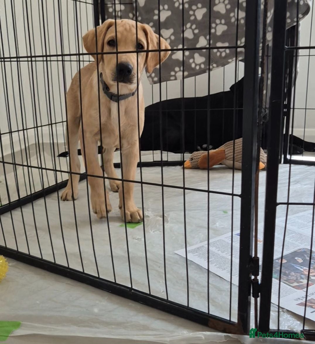 Labrador Retriever dogs Last adorable Lab pup looking for his forever home - Advert 16