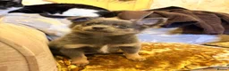 Chihuahua dogs for sale: Chihuahua Puppies  in Dudley - Advert 11