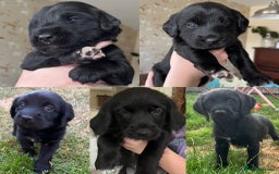 Goldendoodle dogs for sale: Goldendoodle x Aussiedoodle Pups READY TO LEAVE  - Image 8