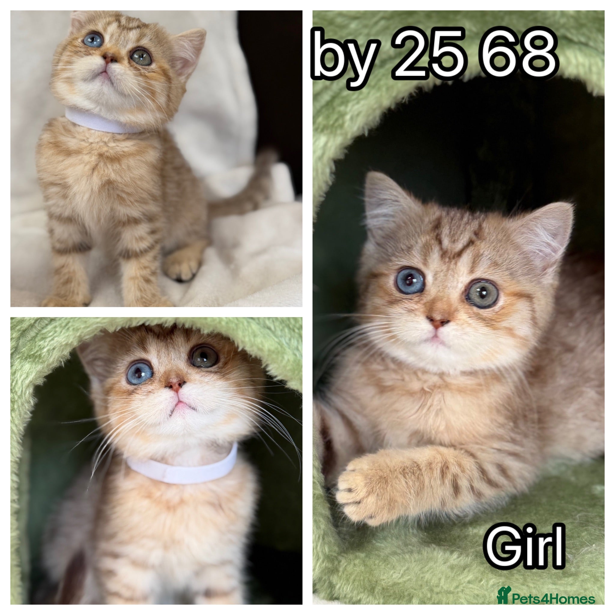 British Shorthair cats British Sh golden odd /blue eyed kittens GCCF  - Advert 7