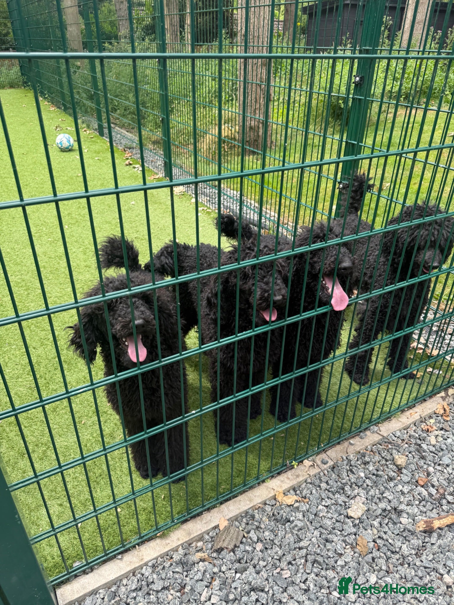 Standard Poodle dogs Black Standard Poodles - Advert 7