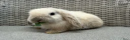 Mini Lop rabbits for sale: Friendly mini lops available  - Advert 9