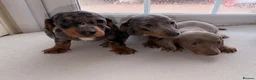 Dachshund dogs for sale: Dachshund  - Advert 4