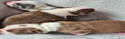 Boston Terrier dogs for sale: Beautiful Boston terrier pups  - Advert 5